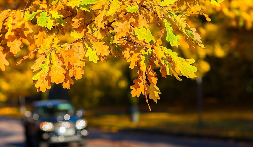 car driving autumn road