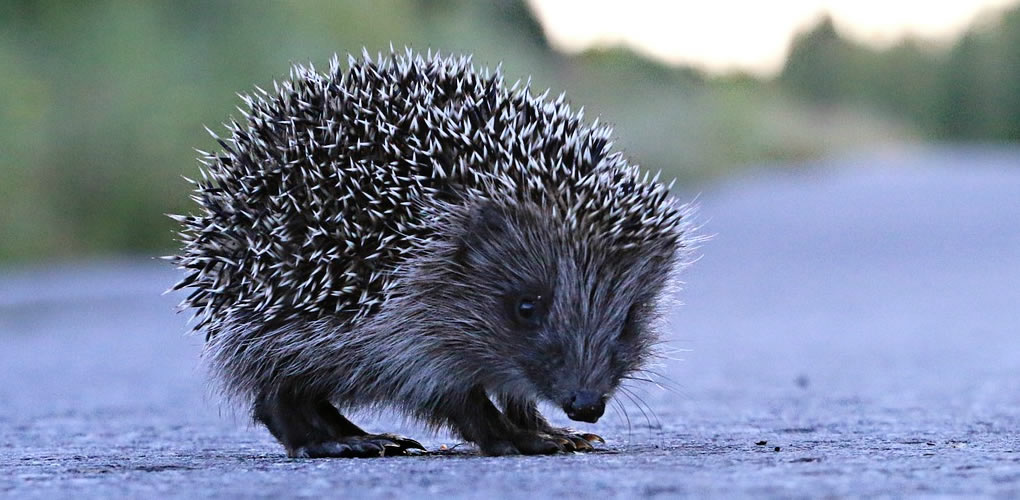 hedgehog on road